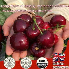 mysite 🌳LIMITED-TIME BUY 1 GET 1 FREE🍒Cherry Seeds—Ideal for Gardens & Containers