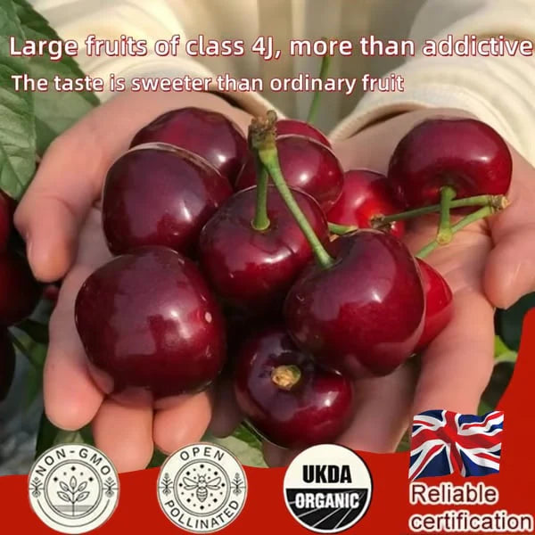 mysite  🌳LIMITED-TIME BUY 1 GET 1 FREE🍒Cherry Seeds—Ideal for Gardens & Containers